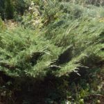 Можжевельник казацкий "Вlue Danube"