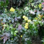 Магония падуболистная