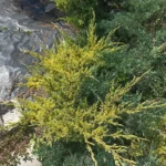 Можжевельник «Lime Glow»