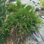 Можжевельник «Tamariscifolia»